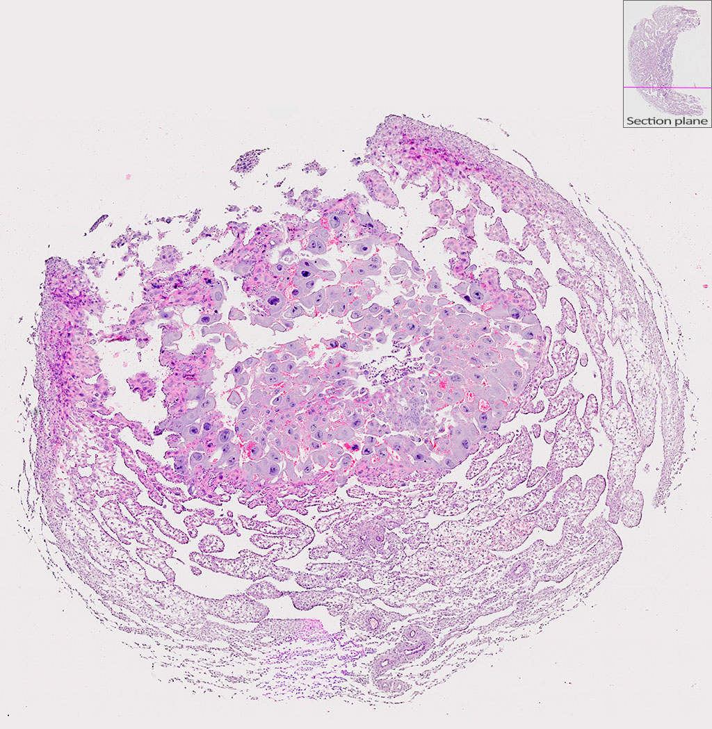 e9.5 mouse placenta
