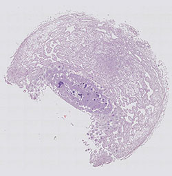 E9.5 mouse placenta