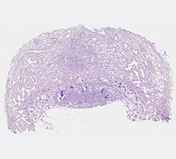 E9.5 mouse placenta