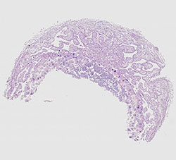 E9.5 mouse placenta