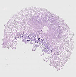 E9.5 mouse placenta