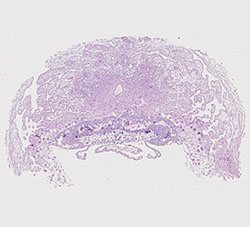 E9.5 mouse placenta