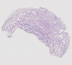 E9.5 mouse placenta