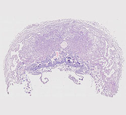 E9.5 mouse placenta