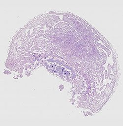 E9.5 mouse placenta