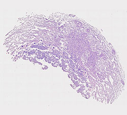 E9.5 mouse placenta