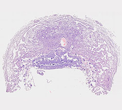 E9.5 mouse placenta