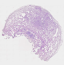 E9.5 mouse placenta