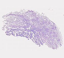 E9.5 mouse placenta