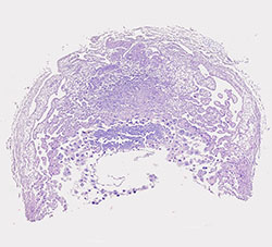 E9.5 mouse placenta
