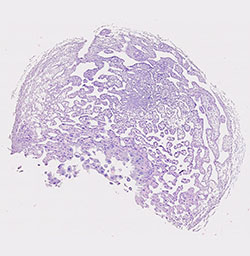 E9.5 mouse placenta