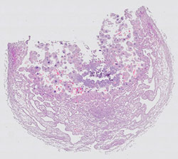 E9.5 mouse placenta