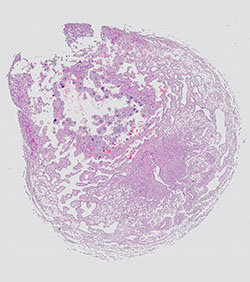 E9.5 mouse placenta