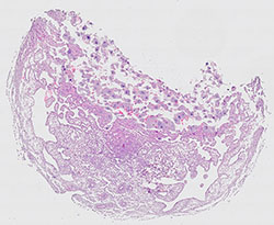 E9.5 mouse placenta