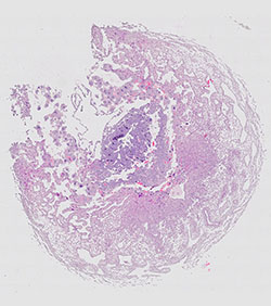E9.5 mouse placenta
