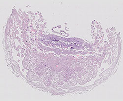 E9.5 mouse placenta