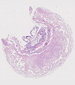 E9.5 mouse placenta