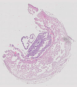 E9.5 mouse placenta