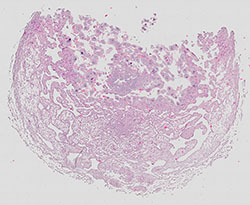 E9.5 mouse placenta
