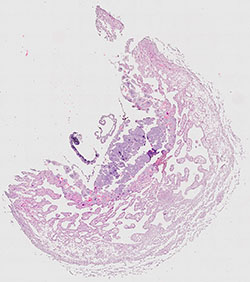 E9.5 mouse placenta