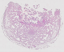 E9.5 mouse placenta