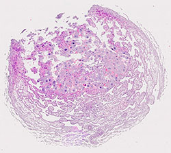 E9.5 mouse placenta