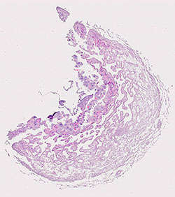 E9.5 mouse placenta
