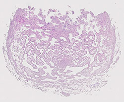 E9.5 mouse placenta